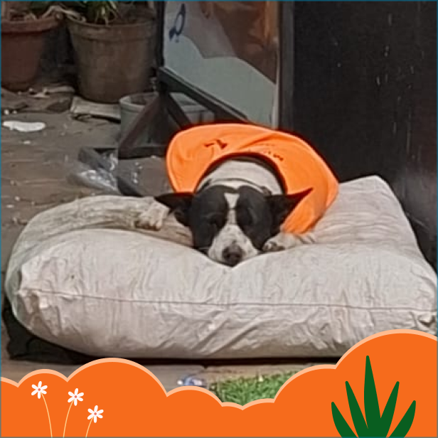 Bholu