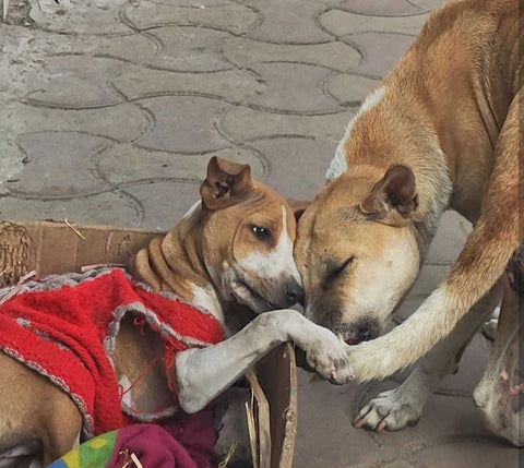 Adorable Dogs of Bentinck Street