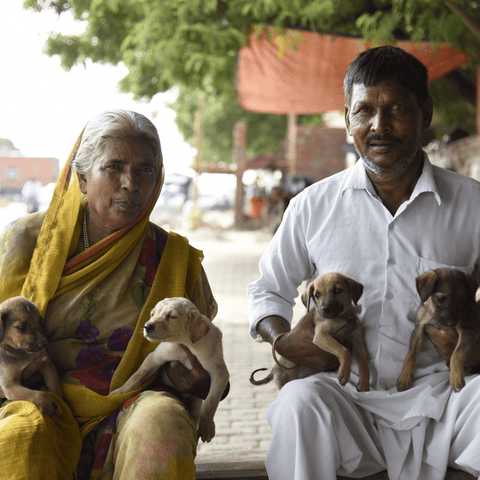 Safe interactions with community animals