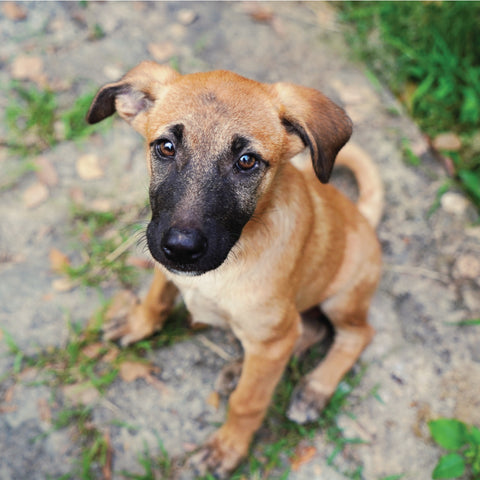 What do you do when you see a stray puppy?